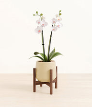 Load image into Gallery viewer, Almond Green stand:walnut
