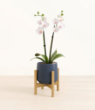 Load image into Gallery viewer, Deep Navy stand:bamboo
