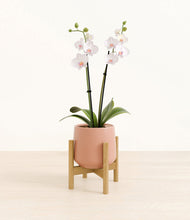 Load image into Gallery viewer, Calm Rose stand:bamboo
