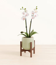 Load image into Gallery viewer, Turquoise stand:walnut
