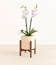 Load image into Gallery viewer, Cream stand:walnut
