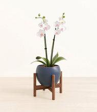 Load image into Gallery viewer, Deep Navy stand:walnut
