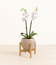 Load image into Gallery viewer, Desert Brown stand:bamboo
