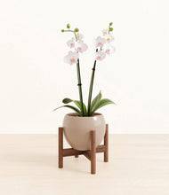 Load image into Gallery viewer, Desert Brown stand:walnut
