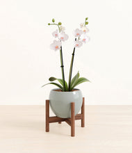 Load image into Gallery viewer, Deep Ocean stand:walnut
