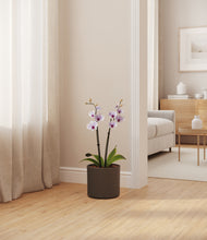 Load image into Gallery viewer, Dark Olive
