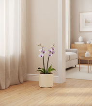 Load image into Gallery viewer, Cream
