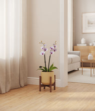 Load image into Gallery viewer, Almond Green stand:walnut
