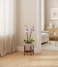 Load image into Gallery viewer, Eternal Gray stand:walnut
