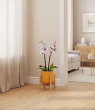 Load image into Gallery viewer, Mustard stand:bamboo
