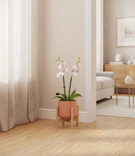 Load image into Gallery viewer, Calm Rose stand:bamboo
