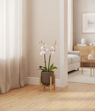 Load image into Gallery viewer, Olive stand:bamboo
