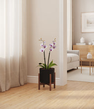 Load image into Gallery viewer, Black stand:walnut
