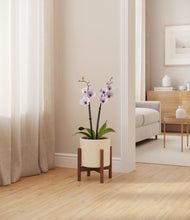 Load image into Gallery viewer, Cream stand:walnut
