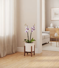 Load image into Gallery viewer, White stand:walnut
