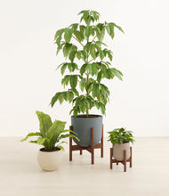 Load image into Gallery viewer, Summer Mist stand:two_stands
