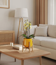 Load image into Gallery viewer, Mustard stand:bamboo
