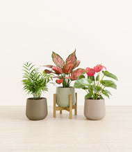 Load image into Gallery viewer, Earthy stand:one_stand

