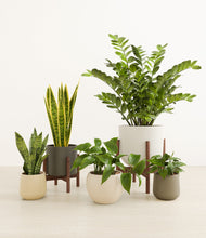 Load image into Gallery viewer, Woodland stand:two_stands
