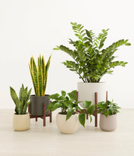 Load image into Gallery viewer, Woodland stand:two_stands
