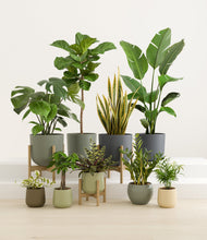 Lade das Bild in den Galerie-Viewer, Earthy stand:three_stands
