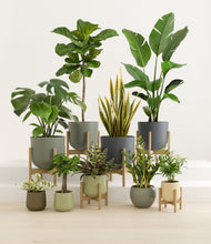 Lade das Bild in den Galerie-Viewer, Earthy stand:six_stands
