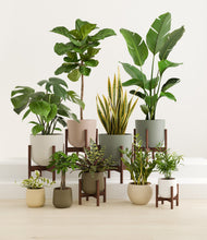 Lade das Bild in den Galerie-Viewer, Woodland stand:six_stands
