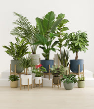 Lade das Bild in den Galerie-Viewer, Earthy stand:nine_stands
