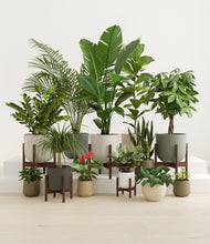 Lade das Bild in den Galerie-Viewer, Woodland stand:five_stands
