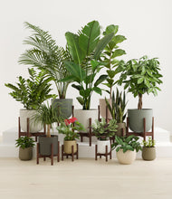 Lade das Bild in den Galerie-Viewer, Woodland stand:nine_stands
