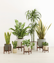 Load image into Gallery viewer, Woodland stand:five_stands
