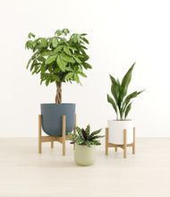 Load image into Gallery viewer, Earthy stand:two_stands
