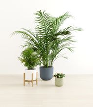 Load image into Gallery viewer, Earthy stand:one_stand
