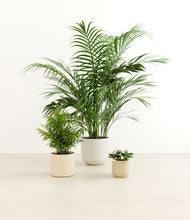 Load image into Gallery viewer, Sandy*****Profile
