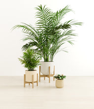Load image into Gallery viewer, Sandy stand:two_stands
