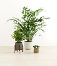 Load image into Gallery viewer, Woodland stand:one_stand
