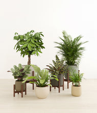 Load image into Gallery viewer, Woodland stand:four_stands
