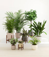 Load image into Gallery viewer, Woodland stand:four_stands
