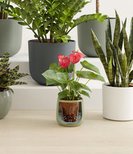 Lade das Bild in den Galerie-Viewer, Earthy stand:all
