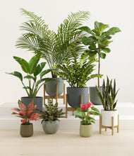Lade das Bild in den Galerie-Viewer, Earthy stand:three_stands
