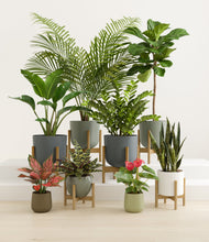 Lade das Bild in den Galerie-Viewer, Earthy stand:six_stands
