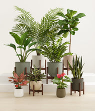 Lade das Bild in den Galerie-Viewer, Woodland stand:six_stands
