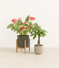 Load image into Gallery viewer, Forest Moss stand:one_stand
