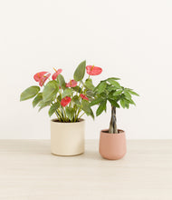 Load image into Gallery viewer, Rose Garden*****Profile

