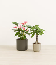 Load image into Gallery viewer, Forest Moss*****Profile
