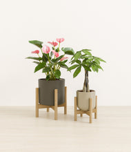 Load image into Gallery viewer, Forest Moss stand:two_stands
