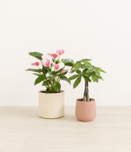 Load image into Gallery viewer, Rose Garden*****Profile
