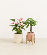 Load image into Gallery viewer, Rose Garden stand:one_stand
