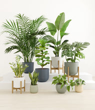 Load image into Gallery viewer, Earthy stand:three_stands
