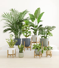 Load image into Gallery viewer, Earthy stand:six_stands
